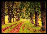 Jesień, Droga, Drzewa, Trawa, Liście
