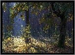 Jesień, Las, Drzewa, Trawa, Rośliny