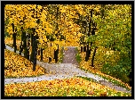 Jesień, park, drzewa, liście, trawa, droga