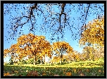 Park, Jesień, Trawy, Liście, Drzewa