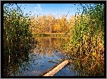 Jesień, Drzewa, Trzcina, Staw