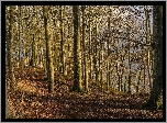 Dania, Jutlandia Środkowa, Gmina Viborg, Jezioro Hald So, Las, Jesień