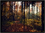 Jesień, Przebijające Światło, Las