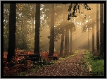 Jesień, Las, Droga, Przebijające światło, Drzewa, Paprocie, Kałuże, Zawalone, Pnie