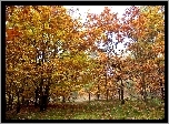Jesień, Las, Polana, Brązowo, Złote, Barwy