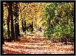 Jesienna, Aleja, Drzewa, Park