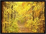 Drzewa, Jesienna, Ścieżka