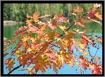 Jesienne, Liście, Dębu, Jezioro, Las