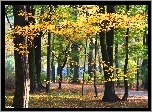 Jesienny, Park