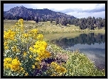 Stany Zjednoczone, Park Narodowy Yellowstone, Montana,  Kwiaty, Jeziorko, Góry