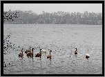 Łabędzie, Jezioro, Drzewa