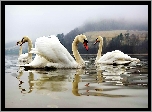 Łabędzie, Jezioro, Mgła