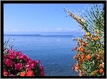 Jezioro, Ohrid, Albania, Kwiaty