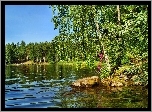 Jezioro, Brzeg, Brzoza, Las