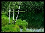 Jezioro, Brzozy