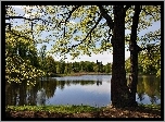 Jezioro, Drzewa