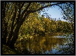Jezioro, Drzewa