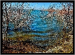 Jezioro, Drzewa