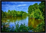 Jezioro, Drzewa