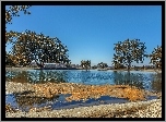 Jezioro, Drzewa