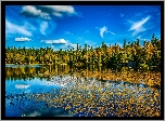 Jezioro, Las, Drzewa, Jesień
