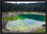 Jezioro, Las, Drzewa, Kamienie