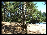 Jezioro, Las, Drzewa, Korzenie