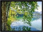 Jezioro, Góry, Las, Zielone, Drzewa, Gałęzie