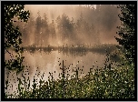 Jezioro, Mgła, Drzewa, Trawa