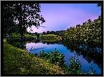 Drzewa, Jezioro, Rośliny