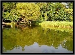Jezioro, Trzciny, Drzewa, Las