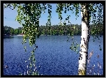 Jezioro, Las, Drzewo, Brzoza