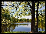 Jezioro, Niebo, Drzewo, Las