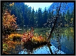 Jezioro, Uschnięte, Drzewo, Las