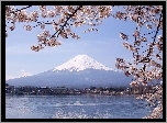 Jezioro, Kwitnące, Gałązki, Góra, Fuji, Japonia