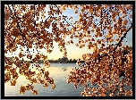 Jezioro, Gałązki