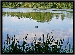Jezioro, Kaczka