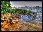 Jezioro, Brzeg, Kamienie, Szuwary