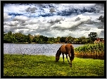 Koń, Jezioro, Chmury