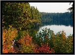 Jezioro, Las, Kolorowe, Drzewa, Krzewy, Jesień