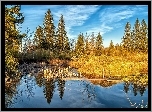Jezioro, Las