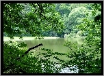 Jezioro, Las