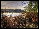 Jezioro, Las