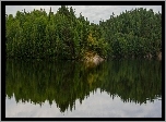 Jezioro, Las