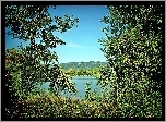 Las, Jezioro, Drzewa