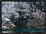 Las, Jezioro, Skały