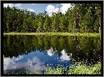 Jezioro, Szuwary, Las, Odbicie