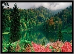Lasy, Jezioro, Kwiaty
