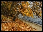 Jezioro, Las, Liście, Jesień