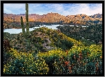 Stany Zjednoczone, Arizona, Góry, Mazatzal Mountains, Jezioro, Mazatzal Lake, Krzewy, Kaktus
